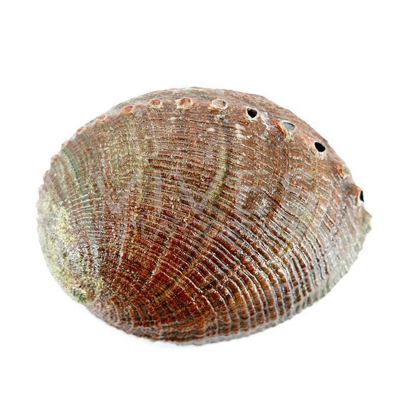 Große Abalone Muschel - Honey Decoration