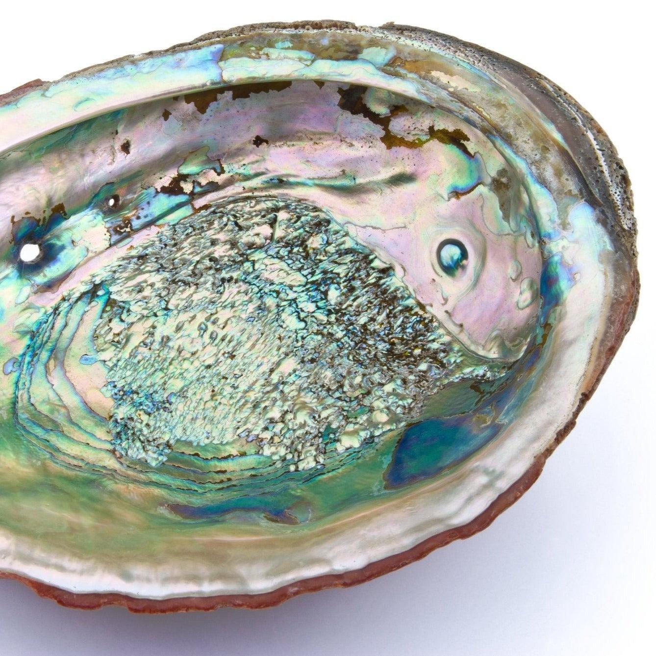 Kleine Abalone-Muschel - Honey Decoration