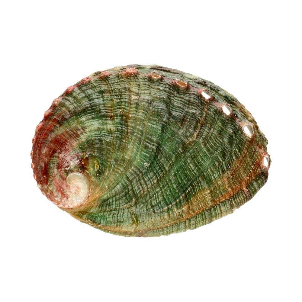 Kleine Abalone-Muschel - Honey Decoration